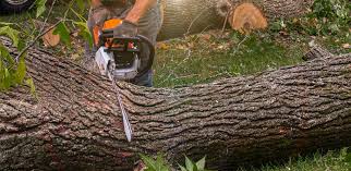 Best Emergency Tree Removal  in Osceola, WI