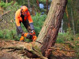 Best Tree Cabling and Bracing  in Osceola, WI