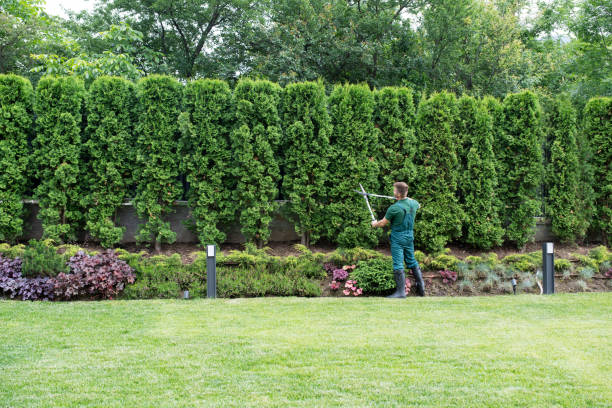 Best Lawn Drainage Solutions  in Osceola, WI