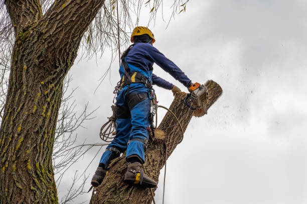 Best Hedge Trimming  in Osceola, WI