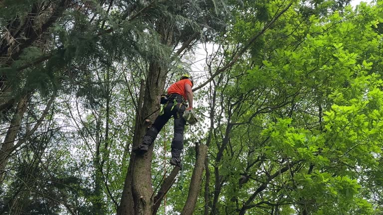 Trusted Osceola, WI Tree Services Experts