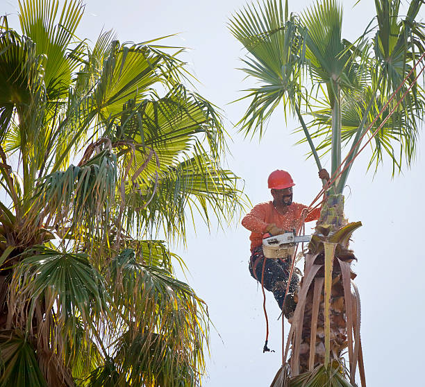  Osceola, WI Tree Services Pros