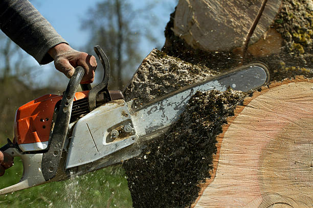 Best Lawn Maintenance Plans  in Osceola, WI